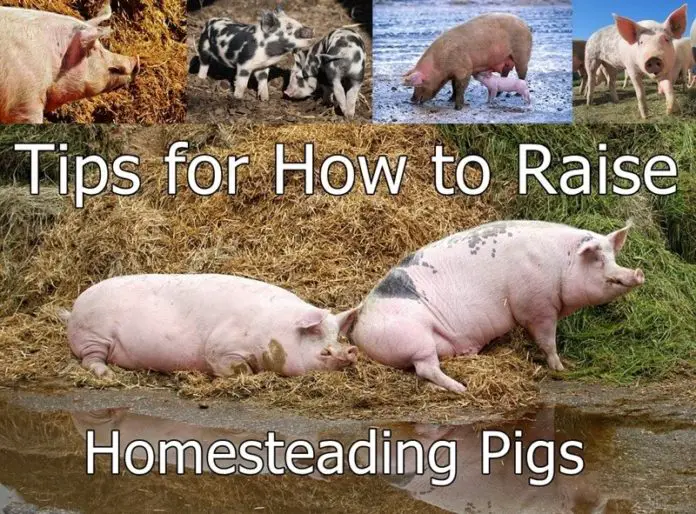Tips for How to Raise Homesteading Pigs
