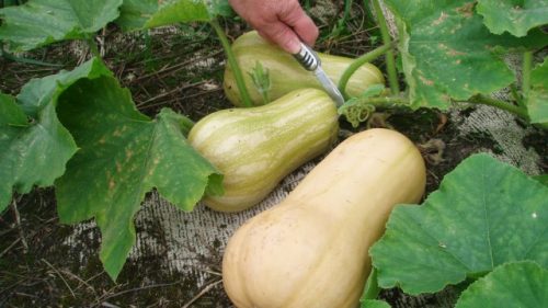 10-things-you-should-know-about-growing-summer-and-winter-squash