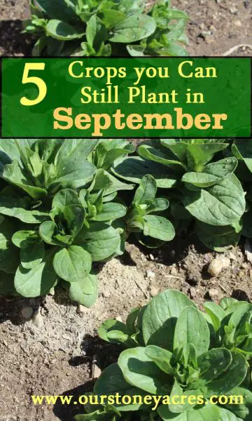 A List of Fall Crops that You Can Plant This Month