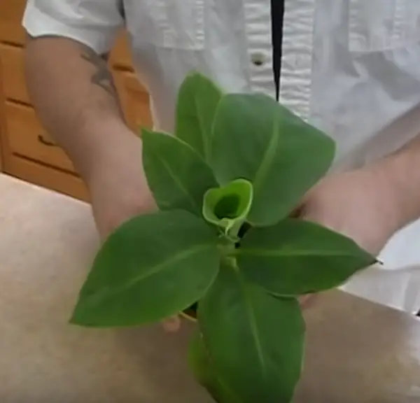 Grow Your Own Dwarf Banana Tree from Seeds