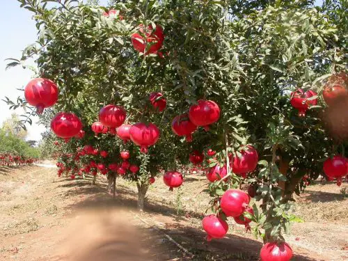 Homegrown Pomegranate Trees