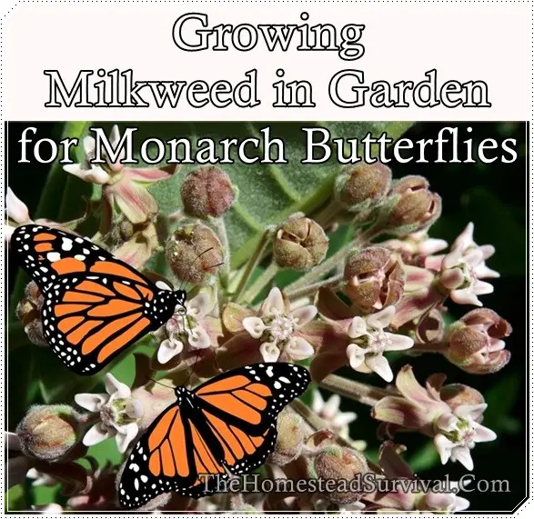 Growing Milkweed in Garden for Monarch Butterflies