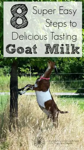 make-goat-milk-taste-like-cow-milk