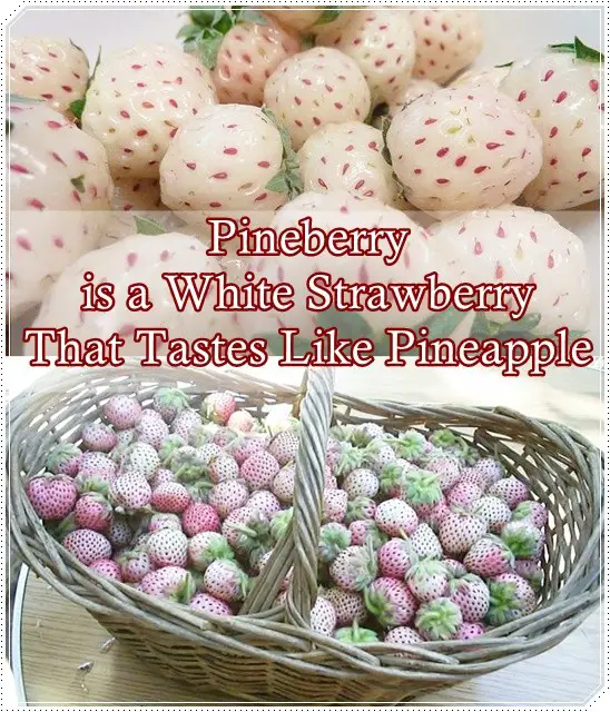 Pineberry is a White Strawberry That Tastes Like Pineapple