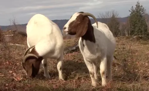 Raising Boer Goats on Wooded Land