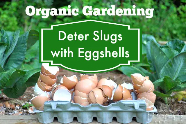 Use Chicken Egg Shells to Deter Slugs and Snails in Garden