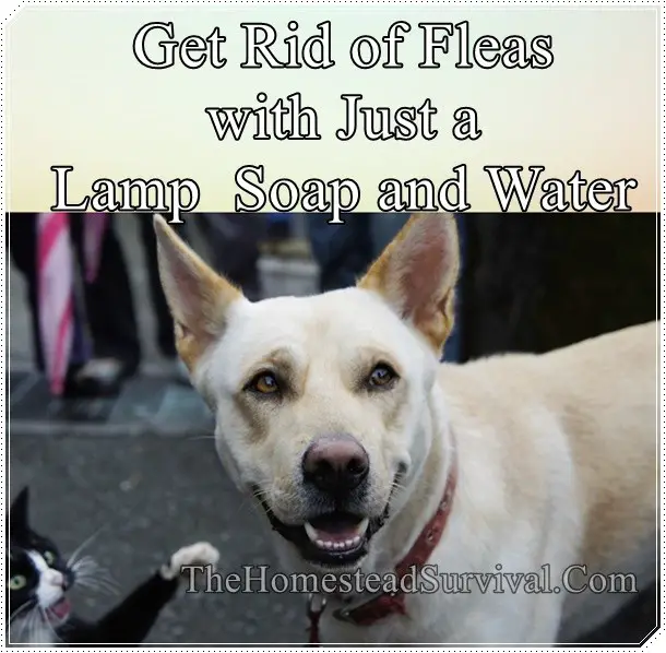 Get Rid of Fleas with Just a Lamp Soap and Water
