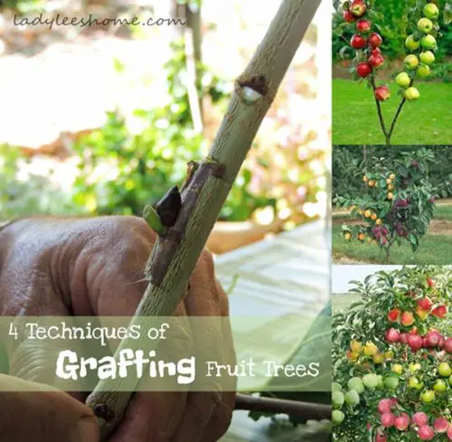 4 Techniques of Grafting Homesteading Fruit Trees