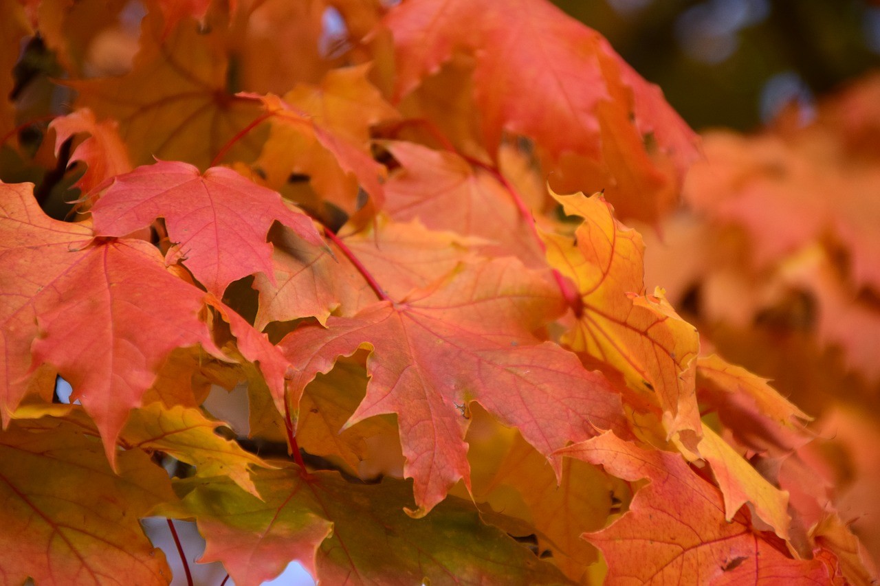 6 Different Trees and Shrubs For Dazzling Fall Foliage