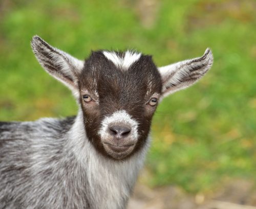 Identifying Testing For and Preventing Goat Diseases On Your Homestead