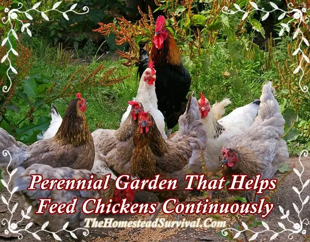 Perennial Garden That Helps Feed Chickens Continuously
