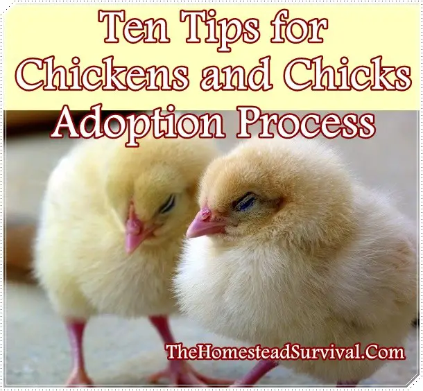 Ten Tips for Chickens and Chicks Adoption Process