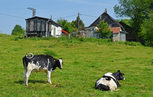 Why Some Beginning Homesteaders Fail