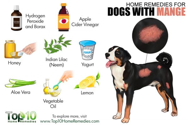 Home Remedies for Healing Dogs with Mange