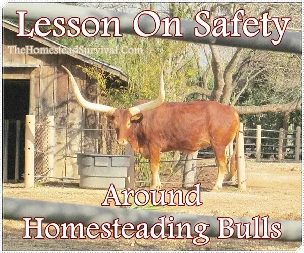 Lesson On Safety Around Homesteading Bulls
