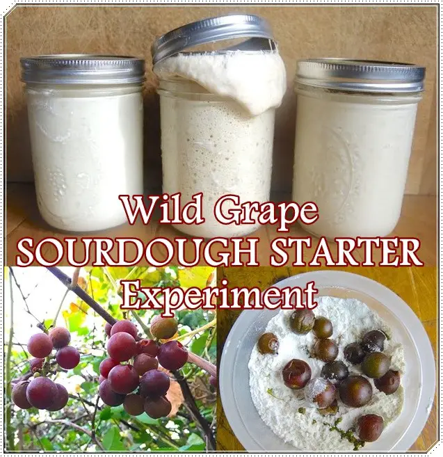 Wild Grape SOURDOUGH STARTER Experiment