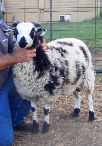 Raising Jacob Sheep For Fiber or Meat