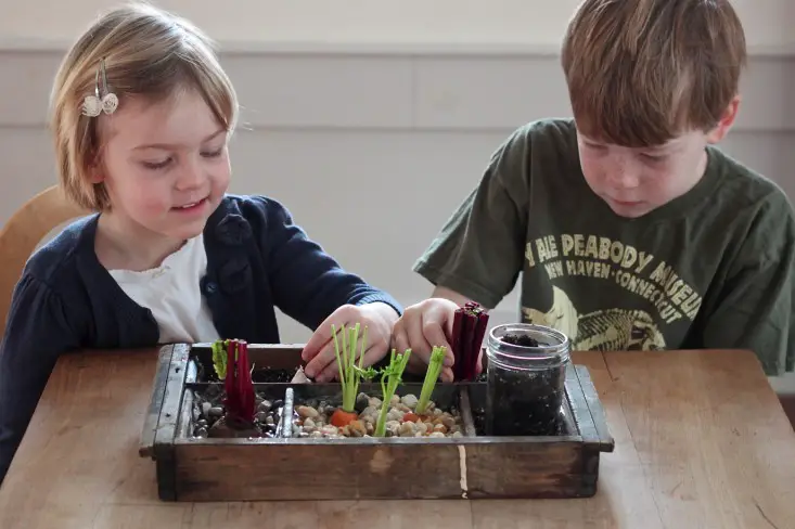 Build Indoor Garden Tray to Regrow Vegetable Tops