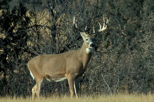 Hunting Tips: Ways to Hunt the rut