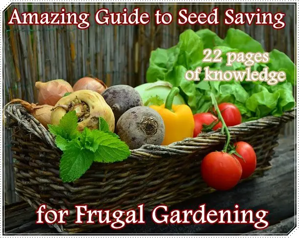 Amazing Guide to Seed Saving for Frugal Gardening