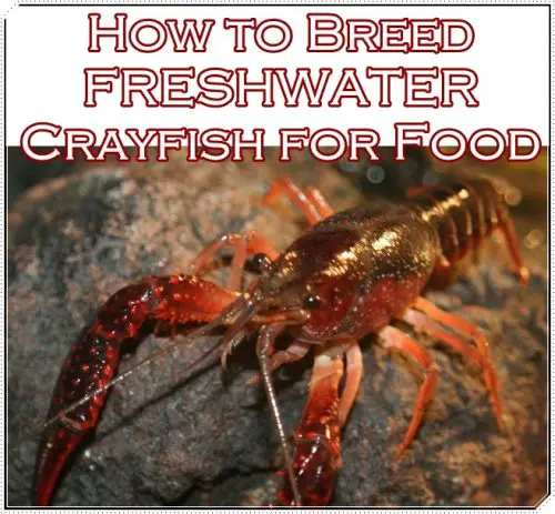 How to Breed FRESHWATER Crayfish for Food