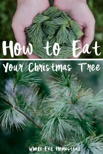 Don’t Trash the Christmas Tree Put It on the Menu