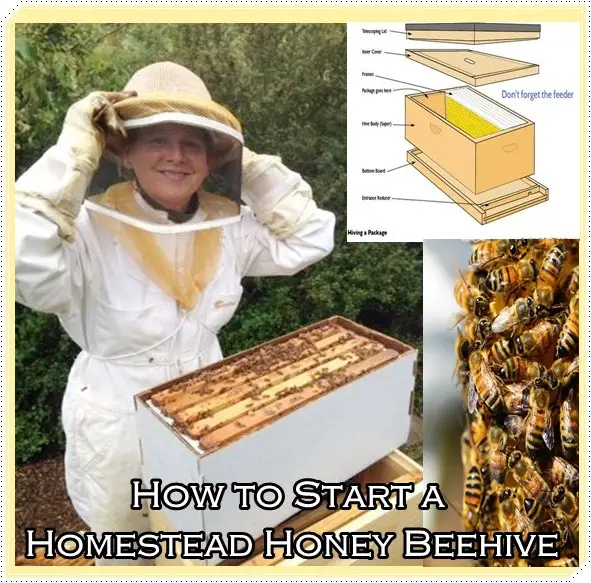 How to Start a Homestead Honey Beehive