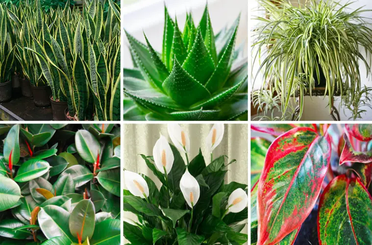 Clean the Air With These Oxygen Producing Plants