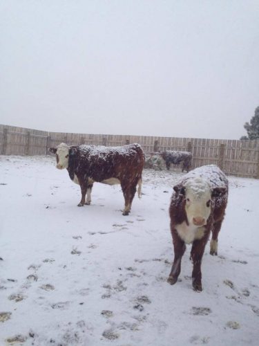 Caring for Livestock During Winter 