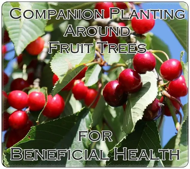 Companion Planting Around Fruit Trees for Beneficial Health