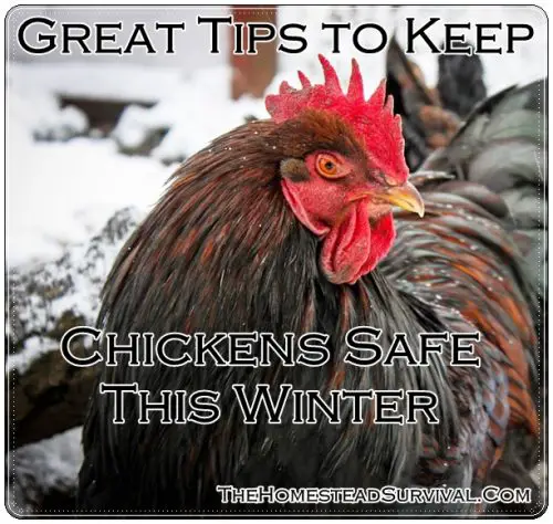 Great Tips to Keep Chickens Safe This Winter