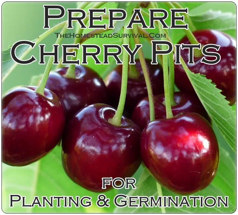 Prepare Cherry Pits for Planting and Germination
