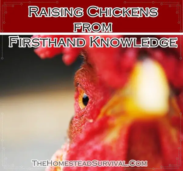 Raising Chickens from Firsthand Knowledge 