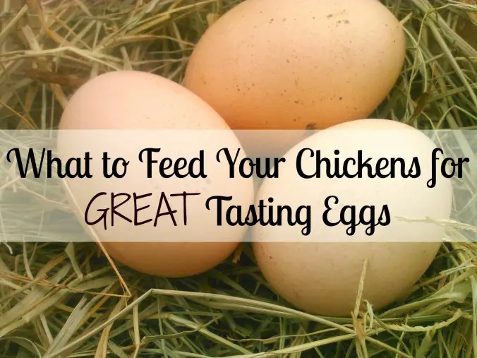 Improve the Flavor of Your Chickens Eggs