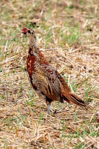 Hunting Pheasant Late into the Season