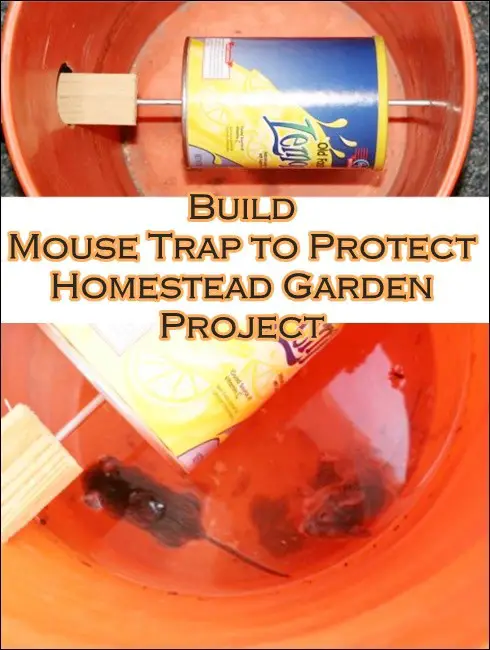Build Mouse Trap to Protect Homestead Garden Project