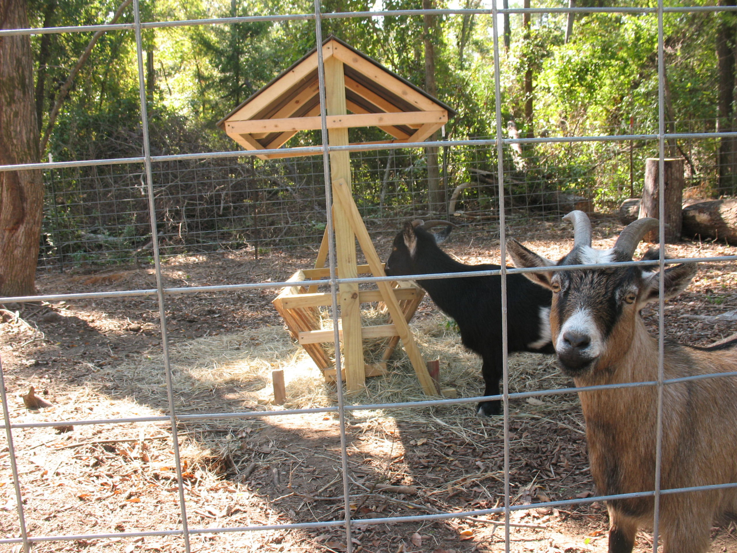 Build a Manger to Feed Your Goats