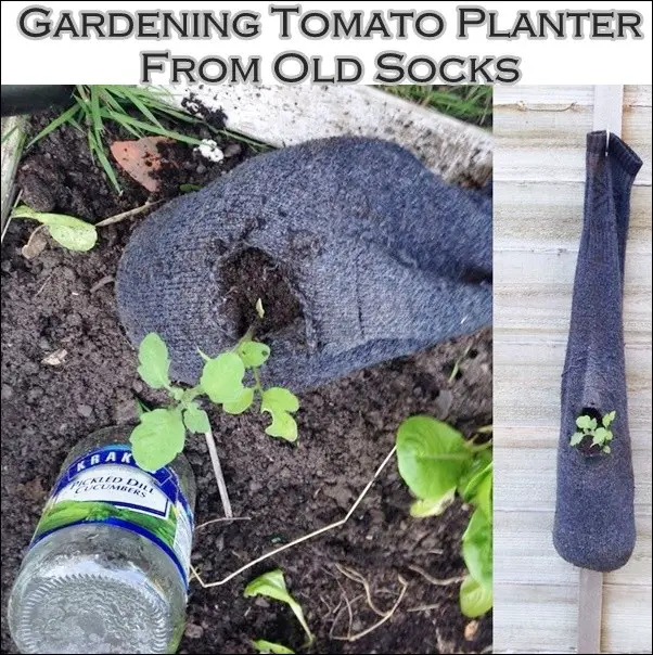 Gardening Tomato Planter From Old Socks