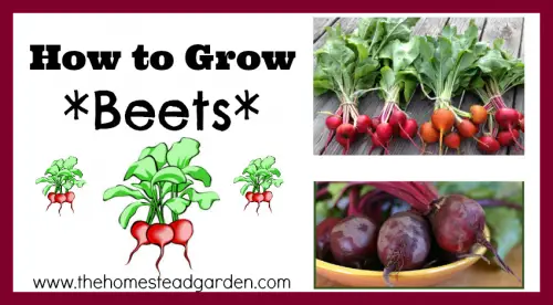 Homesteading How To How to Grow Beets