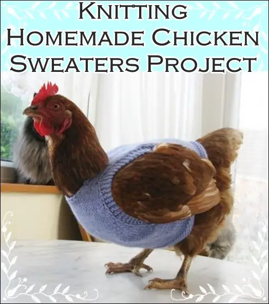 Knitting Homemade Chicken Sweaters Project