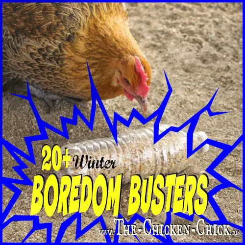 Preventing Winter Boredom in Chickens 