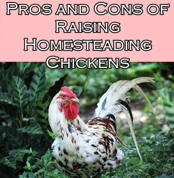 Pros and Cons of Raising Homesteading Chickens