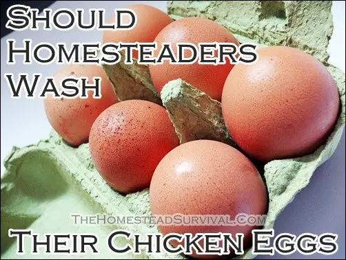 Should Homesteaders Wash Their Chicken Eggs
