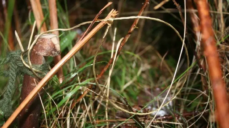 Survival Tips Using Snare Traps to Catch Your Dinner