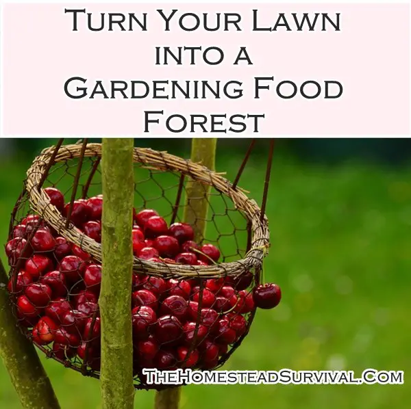 Turn Your Lawn into a Gardening Food Forest