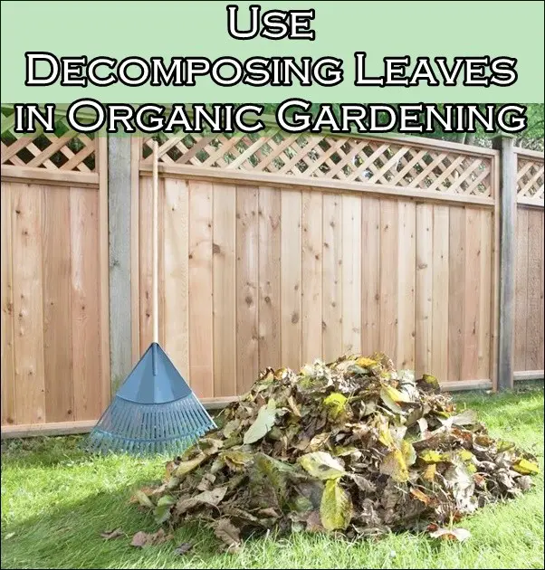 Use Decomposing Leaves in Organic Gardening