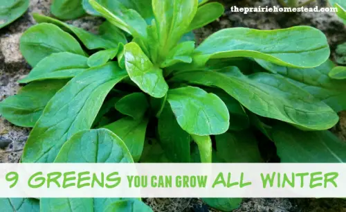 9 Winter Surviving Greens You Can Grow in a Garden