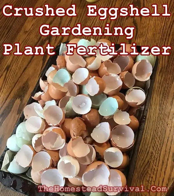 Crushed Eggshell Gardening Plant Fertilizer - The Homestead Survival - Homesteading - Chickens - Eggs