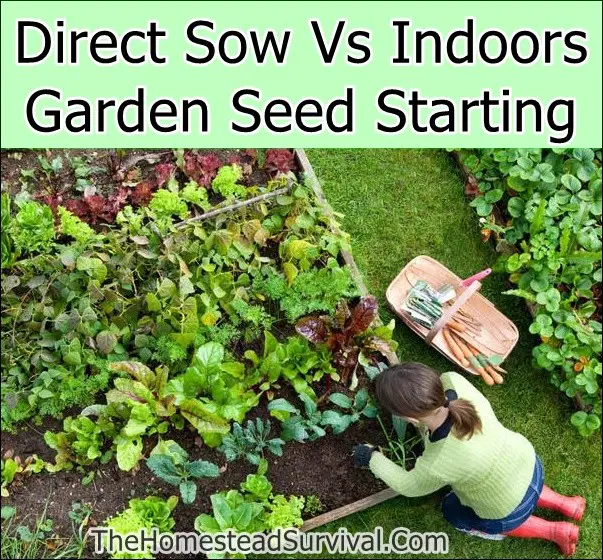 Direct Sow Vs Indoors Garden Seed Starting
