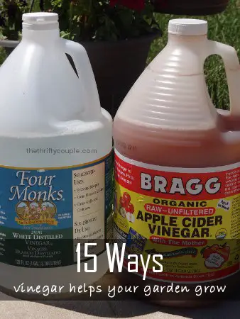 Discover 15 Uses for Vinegar While Gardening